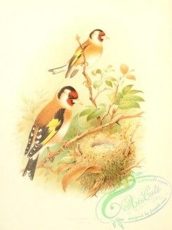 finches-00183 - Goldfinch