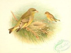 finches-00184 - Greenfinch