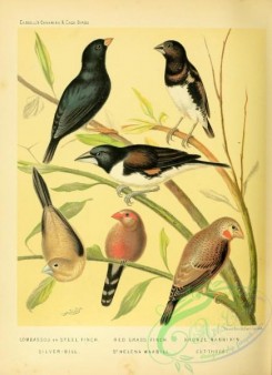 finches-00307 - Combassou or Steel Finch, Red Grass Finch, Bronze Mannikin, Silver-Bill, St Helena Waxbill, Cut-throat