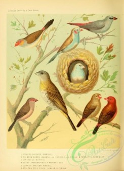 finches-00309 - Orange-cheeked Waxbill, Crimson eared Waxbill or Cordon Bleu, Cinereous Waxbill, Saffronfinch, Common African Waxbill, African Fire Finch