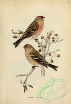 finches-00317 - acanthis rufescens