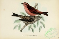 finches-00319 - carpodacus rhodochrous
