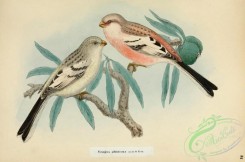 finches-00339 - Long-tailed Rosefinch, uragus sibiricus