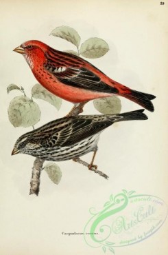 finches-00350 - Pallas's Rosefinch, carpodacus roseus