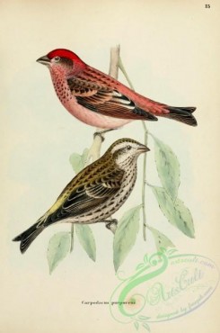finches-00352 - Purple Finch, carpodacus purpureus