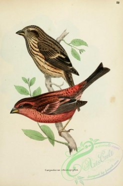 finches-00362 - Spot-winged Rosefinch, carpodacus rhodopeplus