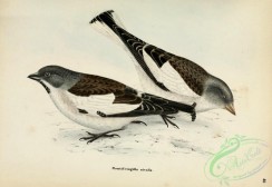 finches-00367 - White-winged Snowfinch, montifringilla nivalis