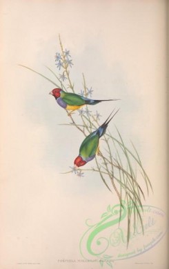 finches-00394 - Beautiful Grass Finch, poephila mirabilis