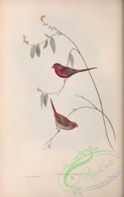 finches-00399 - Crimson  Finch, estreldaphaeton