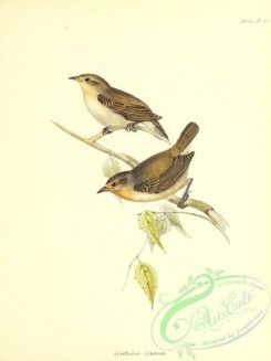 finches-00416 - Green Warbler-Finch, certhidea olivacea