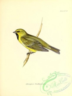 finches-00421 - Yellow-bridled Finch, chlorospiza xanthogramma
