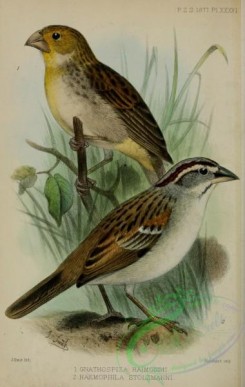 finches-00465 - gnathospiza raimondii, Tumbes Sparrow, haemophila stolzmanni