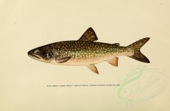fishes-00059 - GREAT LAKE TROUT [3102x2031]