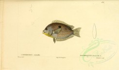 fishes-00226 - glyphisodon koruschi (uL) [3534x2093]