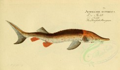 fishes-00625 - Rusfish Sturgeon [2281x1340]