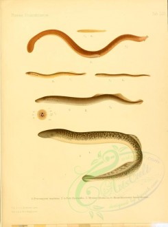 fishes-02514 - Sea Lamprey, River Lamprey, Atlantic Hagfish, branchiostoma lanceolatum (uL) [2780x3734]