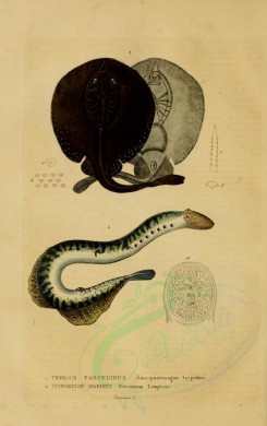 fishes-02578 - trygon torpedinus (uL), Sea Lamprey [1832x2910]
