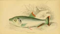 fishes-02690 - hydrolycus armatus (L) [3182x1833]