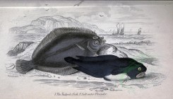 fishes-02840 - Tadpole Fish, Salt water Flounder [3566x2038]