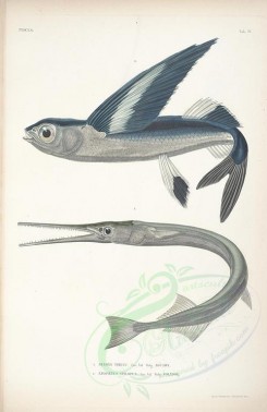 fishes-02908 - Atlantic Needlefish, Bandwing Flyingfish [2094x3228]