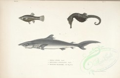 fishes-02909 - Cuban Limia, Lined Seahorse, prionodon falciformis [3228x2094]