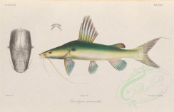 fishes-03205 - 074-hemibagrus nemurus [4913x3161]