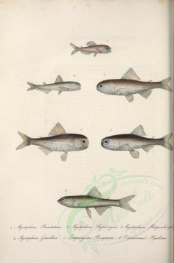 fishes-03843 - Spotted Lanternfish, White-Spotted Lantern Fish, myctophum metopoclampus, Cocco'S Lantern Fish, lampanyctus bonapartii, Balbo Sabretooth [3767x5677]