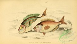 fishes-04951 - Sea Bream, Axillary Bream