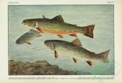 fishes-04962 - Brook Trout, salmo fontinalis