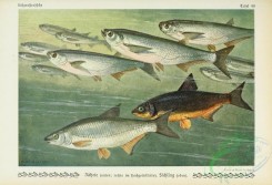 fishes-04999 - Vimba Bream, abramis vimba, Sichel, pelecus cultratus