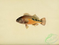 fishes-05063 - 027-gerranus tankervillae