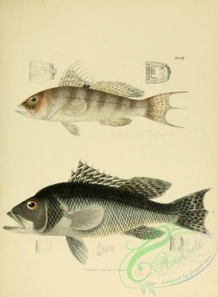 fishes-05121 - 007-Black-fish, centropristes atrarius, Rock Black-fish, centropristes trifurca
