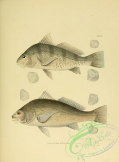 fishes-05130 - 016-Drum, Drum-fish, pogonias cromis, Young Drum, pogonias fasciatus