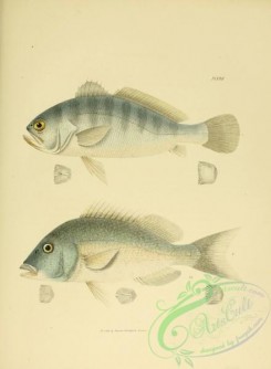 fishes-05136 - 022-Bull-head, larimus fasciatus, Sailor's Choice, Hog-fish, hemulon fulvo-maculatum