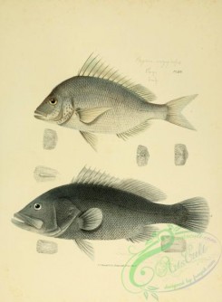 fishes-05139 - 025-Black Grouper, serranus nigritus, Porgy, pagrus argyrops