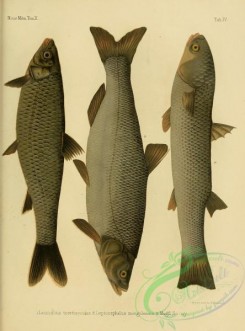 fishes-05742 - 004-Barbel Chub, leuciscus teretiusculus, leptocephalus mongolensis, So-Iuy Mullet, mugil so-iuy