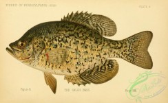 fishes-05782 - Calico Bass