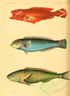 fishes-05949 - Darkfin Hind, serranus urodelus, julis quadricolor, Yellow-Brown Wrasse, julis lutescens