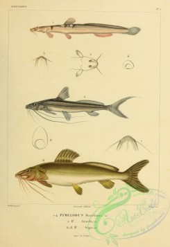 fishes-06081 - pimelodus mustelinus, Graceful Pimelodella, pimelodus gracilis, South American Catfish, pimelodus sapo