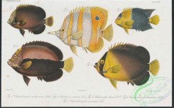fishes-06328 - 013-chaetodontoplus melanosoma, chelmon rostratus, holacanthus bicolor, chaetodontoplus dimidiatus, chaetodontoplus mesoleucos