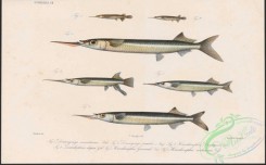 fishes-06676 - 022-dermogenys sumatranus, Wrestling Halfbeak, dermogenys pusillus, hemirhamphus dussumieri, Quoy'S Garfish, hemirhamphus gaimardi, hemirhamphusmelanurus
