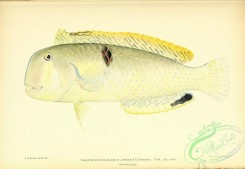 fishes-06740 - 039-Baldwin'S Razorfish, hemipteronotus baldwini