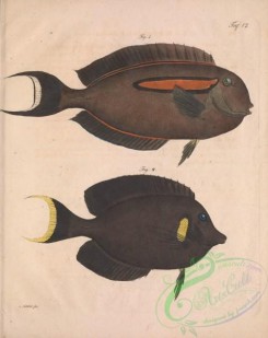 fishes-07073 - Orangespot Surgeonfish, acanthurus olivaceus, Chocolate Surgeonfish, acanthurus pyroferus