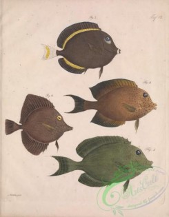 fishes-07074 - Whitecheek Surgeonfish, acanthurus glaucopareius, Whitespotted Surgeonfish, acanthurus guttatus, Striated Surgeonfish, acanthurus flavoguttatus, acanthurus rhombeus