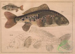 fishes-07155 - cyprinus cirrosus