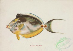fishes-07162 - Hawaiian Fish - Kala