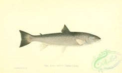 fishes-07670 - 003-Sea Trout, salmo trutta