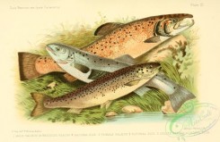 fishes_best-00006 - SALMON, GRILSE