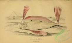 fishes_best-00112 - Spinola's Trachipterus
