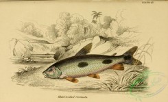 fishes_best-00119 - Blunt-toothed Curimata